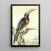 a toucan Pteroglossus Aracari on a branch - Aert Schouman — framed artwork on a wall