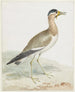 van een kraanvogel met grote hoorns - Aert Schouman — weergave van het kunstwerk