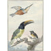 Reproductie van het schilderij Drie vogels: een ijsvogel, een Wied-toucan en een organist - Aert Schouman