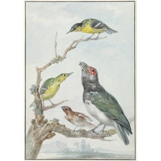 Aert Schouman - Four Different Birds on a Branch.webp