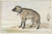 Spotted Hyena - Aert Schouman — weergave van het kunstwerk