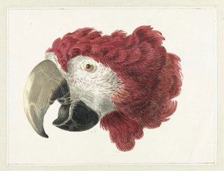 Hoofd van een ara - Aert Schouman — weergave van het kunstwerk