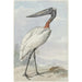 Jabiru Jabiru mycteria - Aert Schouman — weergave van het kunstwerk