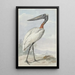 Jabiru Jabiru mycteria - Aert Schouman — ingelijst kunstwerk aan de muur