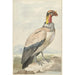 Gier Pape Sarcoramphus papa - Aert Schouman — weergave van het kunstwerk