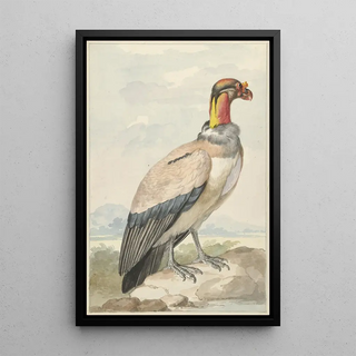 Aert Schouman - Koningsgier Sarcoramphus papa.webp