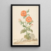 Reproductie van het schilderij Lychnis bloem van de koekoek oranje in een landschap - Aert Schouman