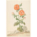 Reproductie van het schilderij Lychnis bloem van de koekoek oranje in een landschap - Aert Schouman