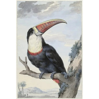 Aert Schouman - Redbilled Toucan.webp