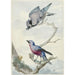 Reproductie van het schilderij Twee vogels een blauwe gaai en een paarse borst cotinga - Aert Schouman