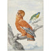 Twee exotische vogels - Aert Schouman — weergave van het kunstwerk
