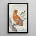 Twee exotische vogels - Aert Schouman — ingelijst kunstwerk aan de muur