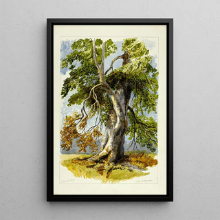 After David Hall McKewan - Gnarled Tree.webp