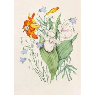 Agnes Fitzgibbon - Wild Orange Lily Canadian Harebell Showy Ladys Slipper.webp