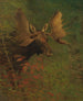 Studie van een eland - Albert Bierstadt — weergave van het kunstwerk