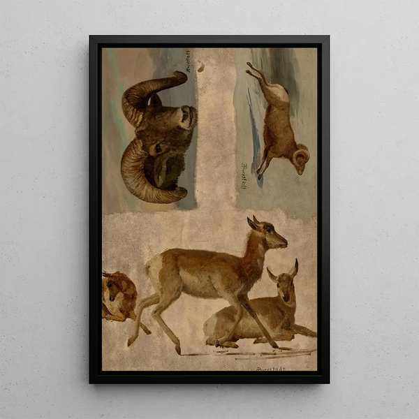 Albert Bierstadt - Study of Bighorn Sheep and Antelope.webp