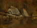 van Montagnes Blanches, Écho Lake - Albert Bierstadt — weergave van het kunstwerk