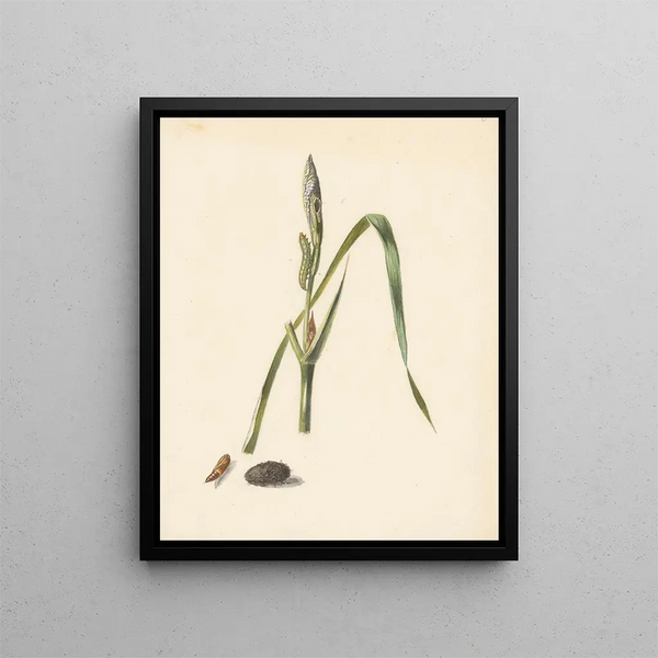 Study of Iris with caterpillar under a cocoon and spun caterpillar - Albertus Steenbergen — framed artwork on a wall