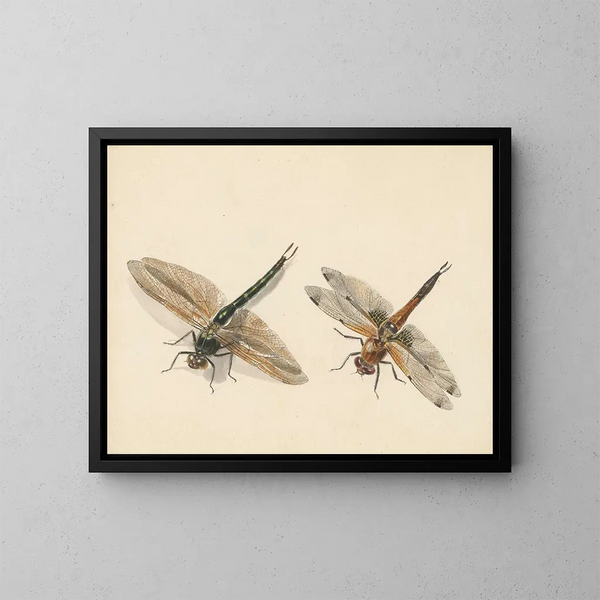 Study of Two Dragonflies - Albertus Steenbergen — framed artwork on a wall