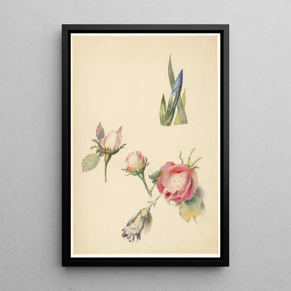Reproduction of the painting Study sheet with three roses and an iris - Albertus Steenbergen