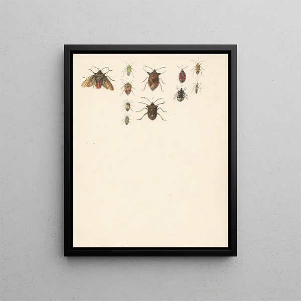 Study Sheet with Eleven Different Beetles - Albertus Steenbergen — framed artwork on a wall