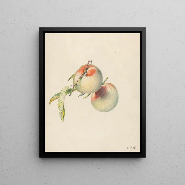 Deux pêches sur leurs tiges - Albertus Steenbergen — framed artwork on a wall