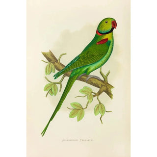 Alexander Francis Lydon - Alexandrine Parrakeet.webp