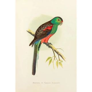 Alexander Francis Lydon - Beautiful or Paradise Parrakeet.webp
