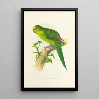 Alexander Francis Lydon - GoldenCrowned Parrakeet of New Zealand.webp