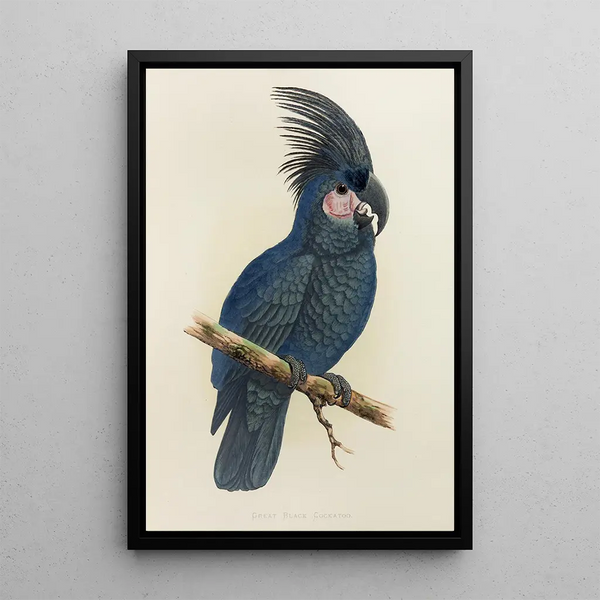 Alexander Francis Lydon - Great Black Cockatoo of New Guinea or Goliath Aratoo.webp