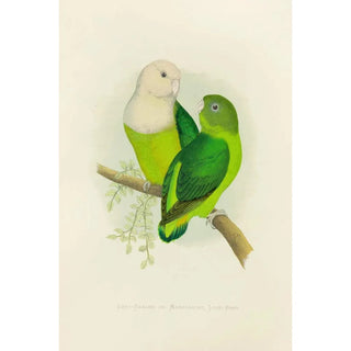 Alexander Francis Lydon - GreyHeaded or Madagascar LoveBird.webp