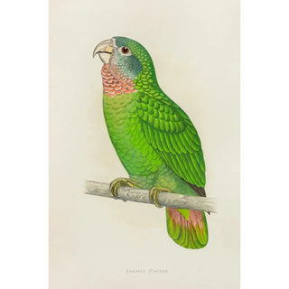 Alexander Francis Lydon - Jamaica Parrot or WhiteFronted Amazon.webp