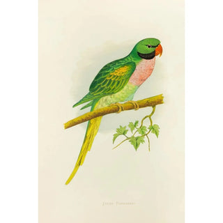 Alexander Francis Lydon - Javan Parrakeet.webp