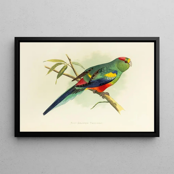 Alexander Francis Lydon - ManyColoured Parrakeet.webp