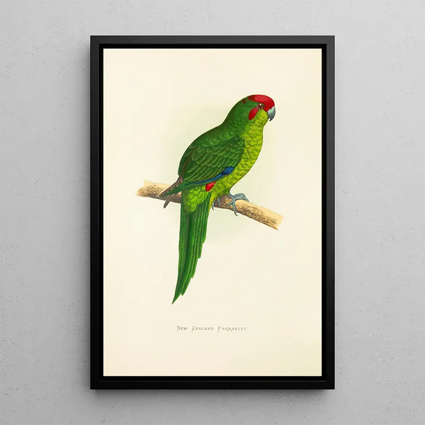 Alexander Francis Lydon - New Zealand Parrakeet.webp