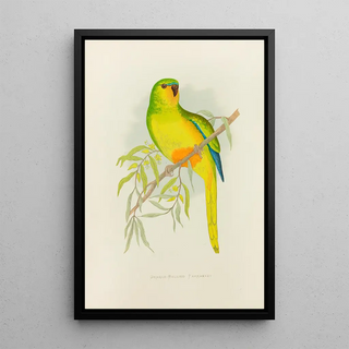 Alexander Francis Lydon - OrangeBellied Parrakeet.webp