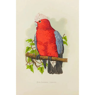Alexander Francis Lydon - RoseBreasted Cockatoo.webp