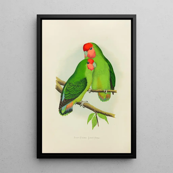 Alexander Francis Lydon - RosyFaced LoveBird.webp