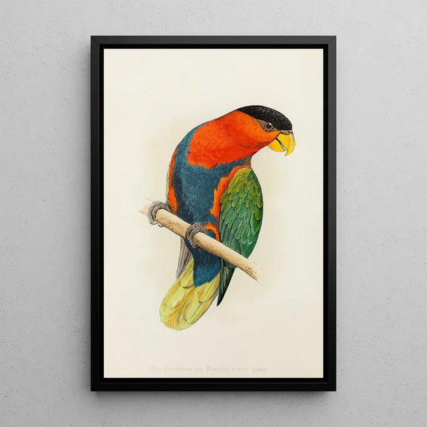 Alexander Francis Lydon - TriColoured or BlackCapped Lory.webp