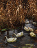 Huit eenden in de rietvelden van de herfst - Alexander Koester — weergave van het kunstwerk