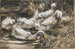 Zes Eenden aan de Rietkant - Alexander Koester — weergave van het kunstwerk