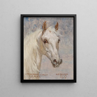 Alexander Pock - Pferdeportrt Calais.webp