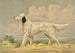 English Setter painting standing facing left - Alexander Pope Jr — artwork view