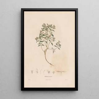 Alexander von Humboldt - Botanique Pl06.webp