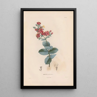 Alexander von Humboldt - Botanique Pl11.webp