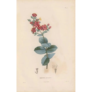 Alexander von Humboldt - Botanique Pl11.webp