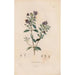 Reproductie van het schilderij Botanisch Schilderij Pl16 - Alexander von Humboldt