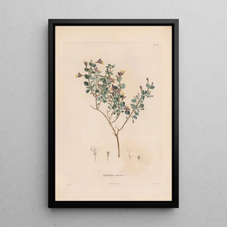 Alexander von Humboldt - Botanique Pl17.webp