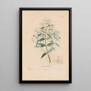 Alexander von Humboldt - Botanique Pl21.webp