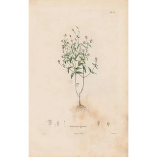 Alexander von Humboldt - Botanique Pl29.webp